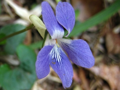 距が白いタチツボスミレの花 スミレno 5 タチツボスミレ類 2 春 4月中旬 の高尾山での自然観察 その5 しろうと自然科学者の自然観察日記 楽天ブログ