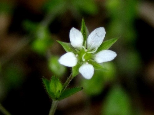 直径5ミリほどのノミノツヅリの花 花言葉は 小さな愛情 5月の玉川上水緑道 しろうと自然科学者の自然観察日記 楽天ブログ