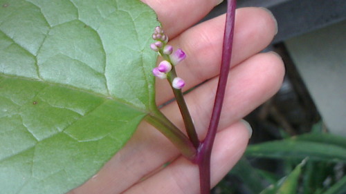 もう少し収穫できそうなツルムラサキと紫茎種の花 ゞ ネコ様とガーデニング 楽天ブログ