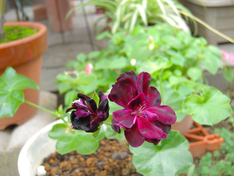 DSCN7663.JPG