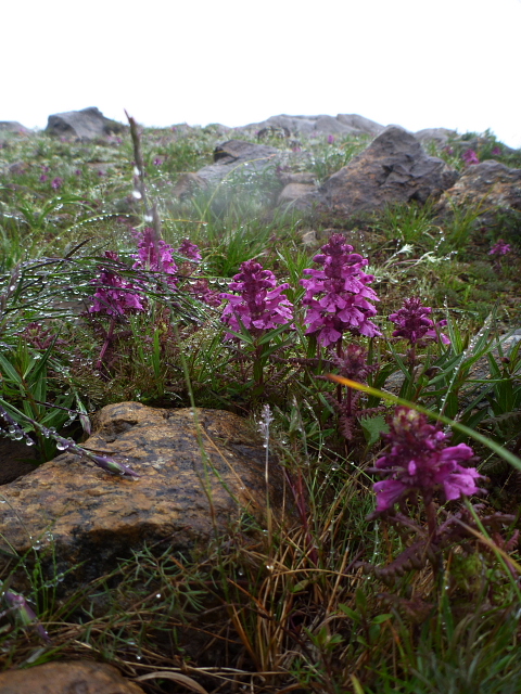 至仏山の花2.jpg