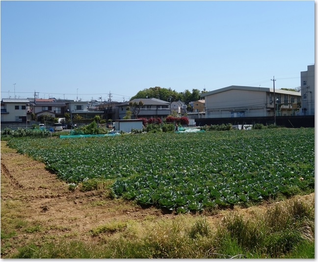 07キャベツ畑
