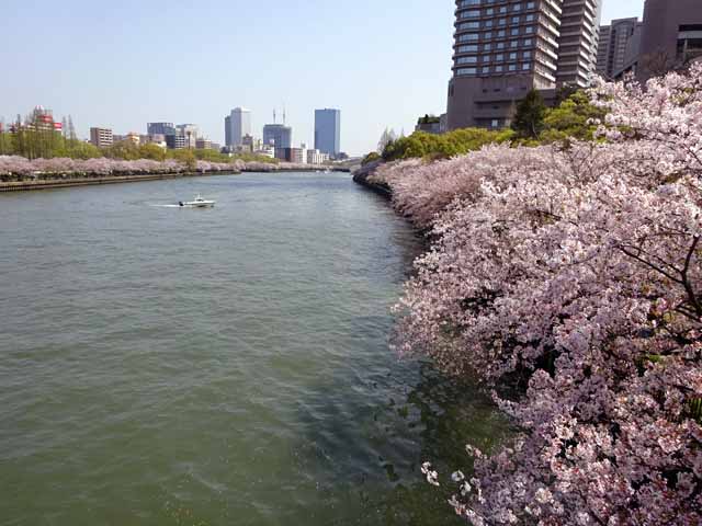 造幣局通り抜け (106).JPG