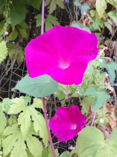 ローズピンク朝顔2016