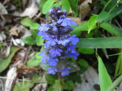 道端で広がるツルジュウニヒトエの花 4月のウォーキングコースの植物 しろうと自然科学者の自然観察日記 楽天ブログ