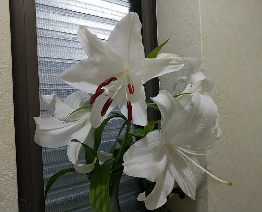 DSC_4428.JPG