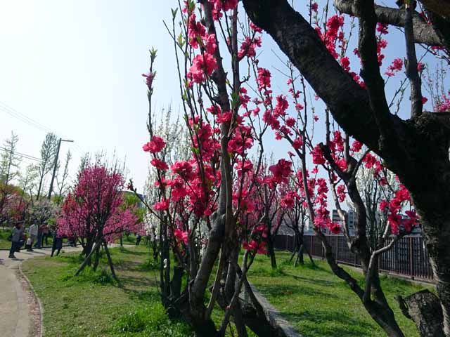 大阪城 　桃園 (13).JPG