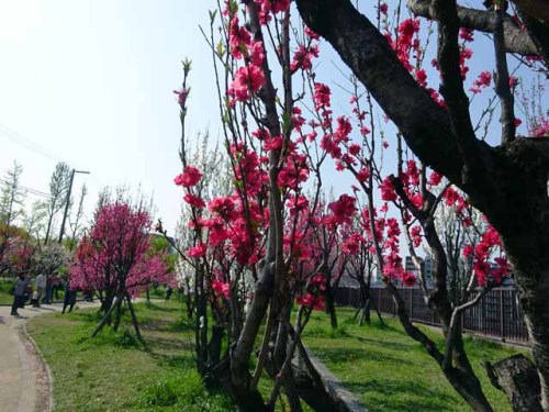 大阪城 　桃園 (13).JPG