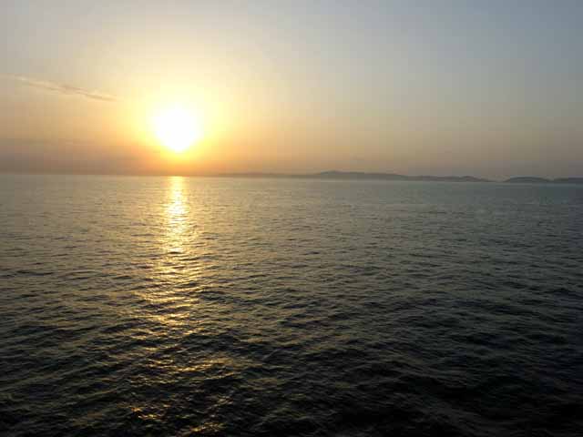 サンフラワー (1).JPG