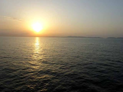 サンフラワー (1).JPG