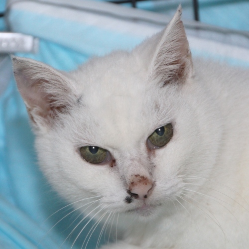 家族紹介用画像フォルダ