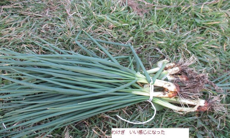 わけぎ.JPG