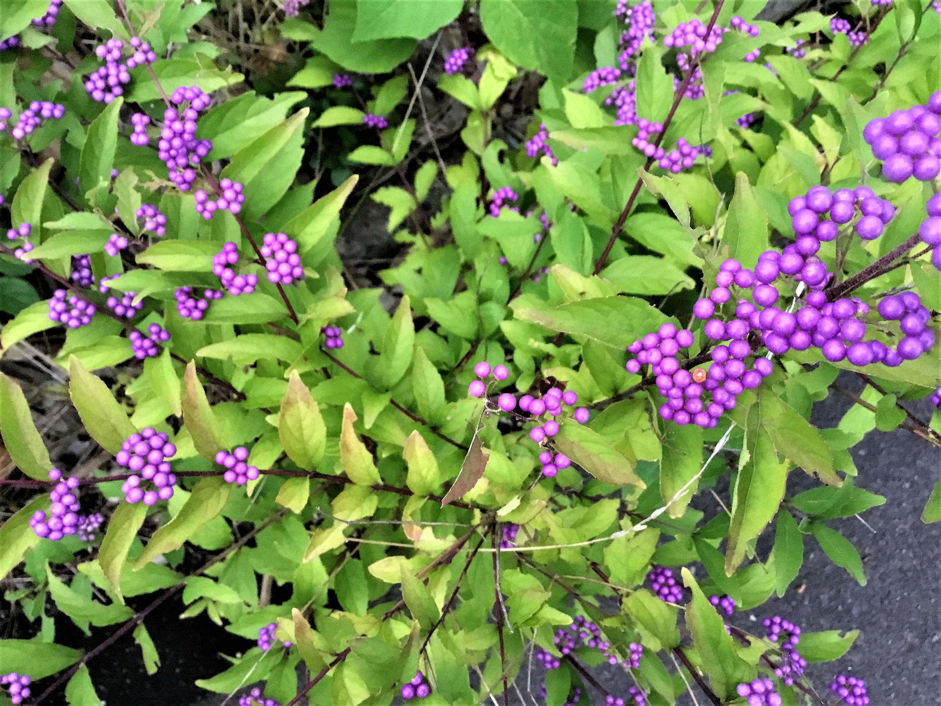 2018.9 コムラサキ.JPG