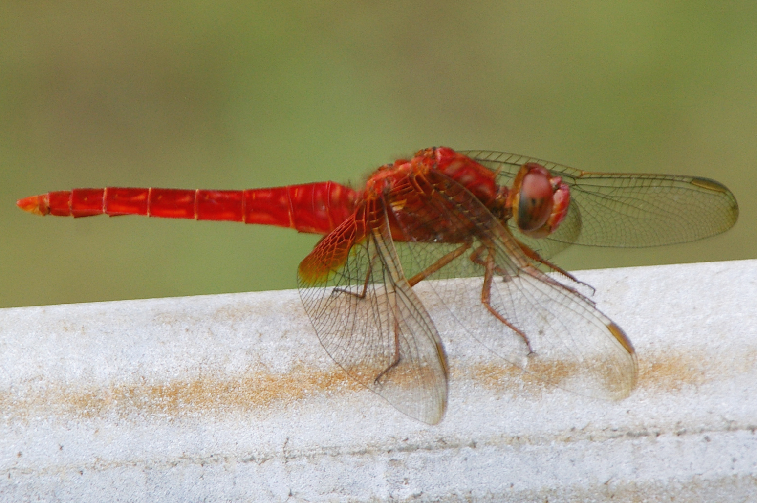 ショウジョウトンボ♂