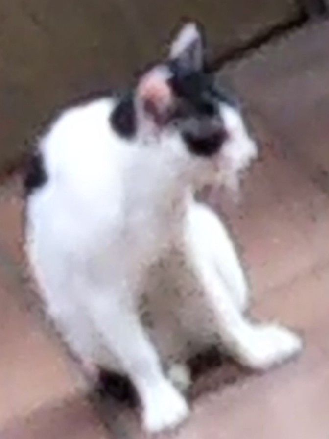 遠方に白黒猫（トリミング）2018_小サイズで