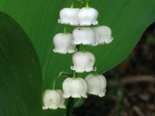 鈴のような形の花を咲かせ葉の形が蘭に似ているスズランの花 自然観察の振返り 13 キジカクシ科の植物 第8回 しろうと自然科学者の自然観察日記 楽天ブログ