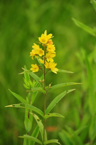 初秋の入笠山 出会った花６ 黄色系の花 Himekyonの部屋 楽天ブログ