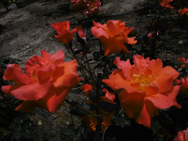 P1240780_R.JPG