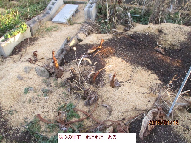 さといも (2).JPG