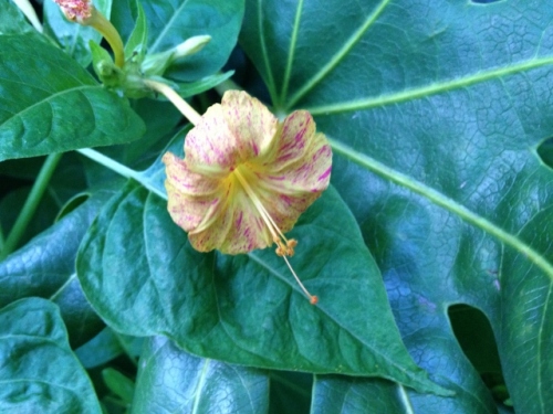 IMG_1355 (640x480).jpg