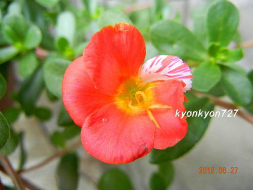 ポーチュラカ絞り咲き4