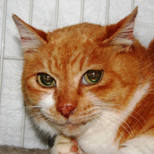 家族紹介用画像フォルダ