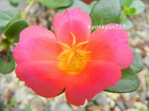 ポーチュラカ赤1