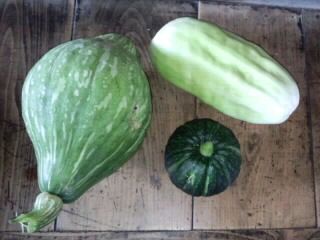 瓜ファミリー！？2017