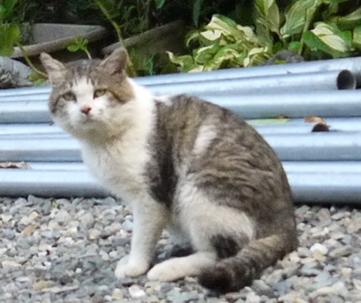 倒れ猫.jpg