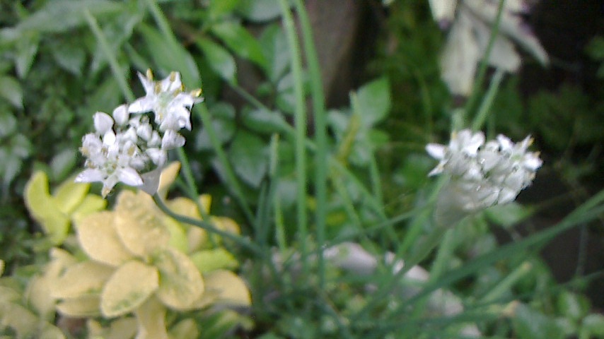 NEC_0172.JPG