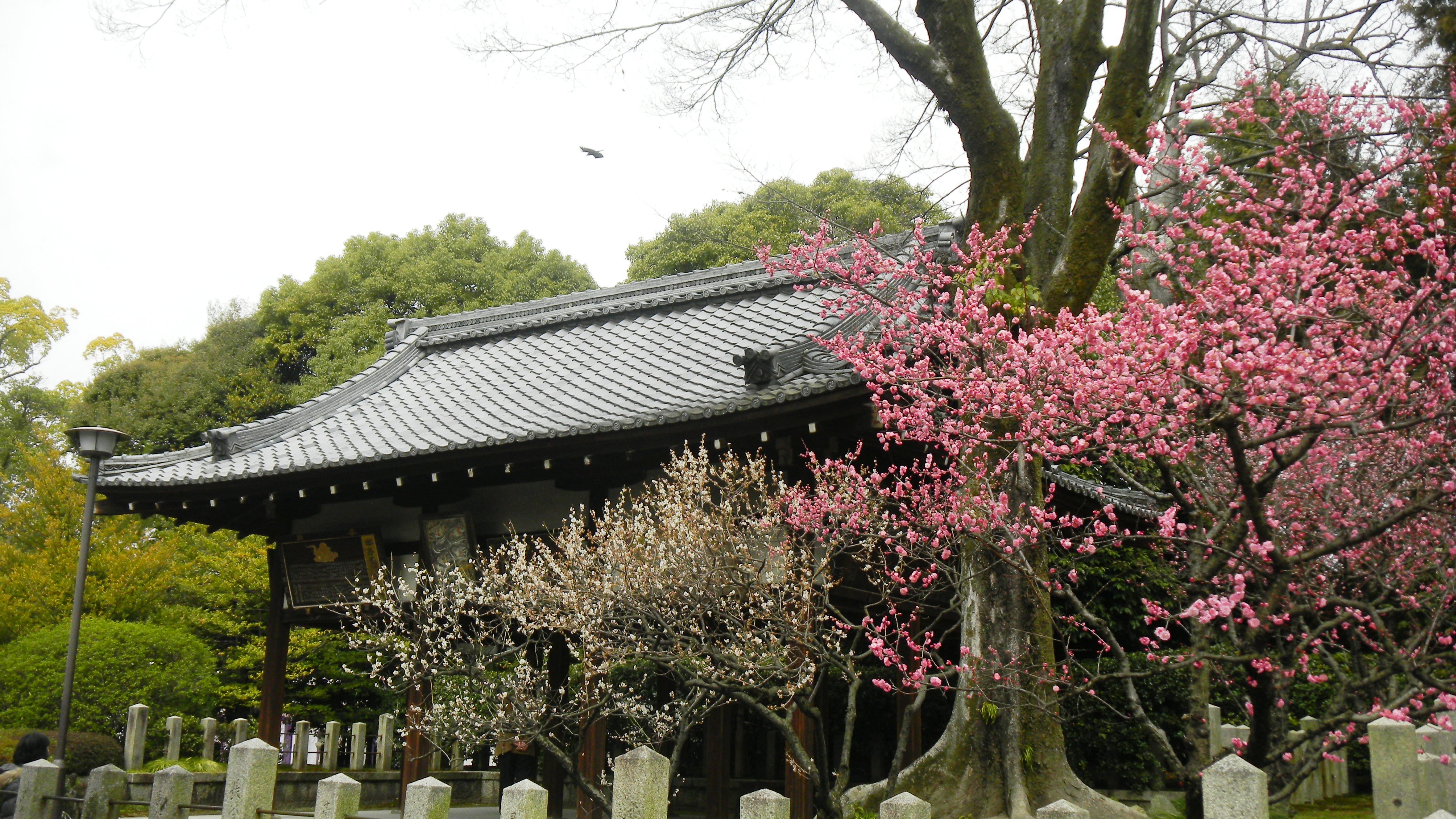 023城南宮の梅 (2).JPG