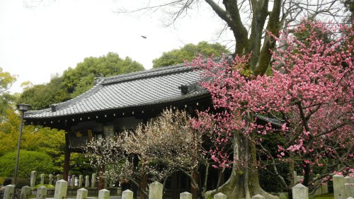 023城南宮の梅 (2).JPG