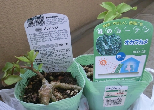 オカワカメ(１つ10円で買った).JPG