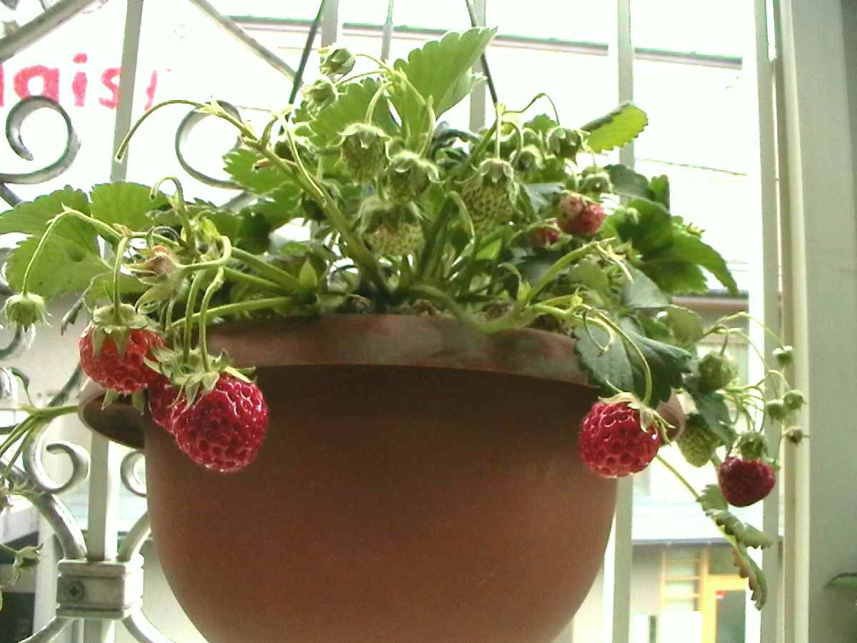041201strowberry
