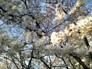 岡山市街の桜