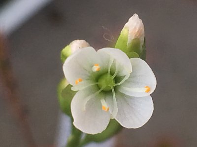 D.ｱﾝｸﾞﾘｶ(O)の花.jpg