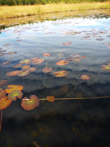 草紅葉4.jpg