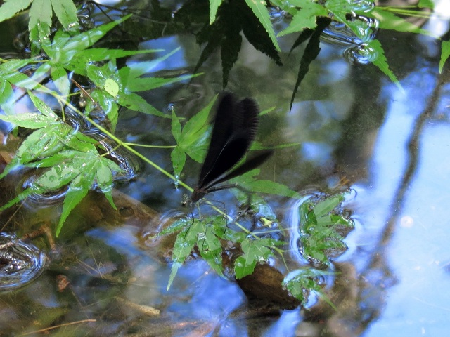 ハグロトンボ2012.8.27-4.JPG