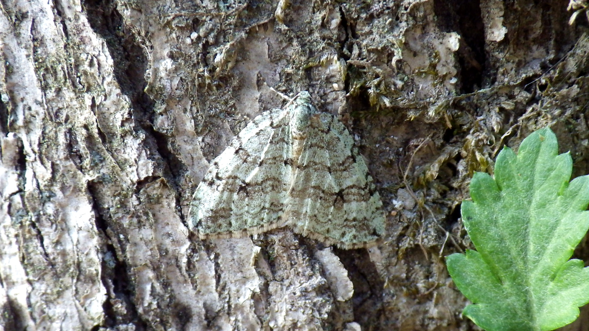 ミドリアキナミシャク