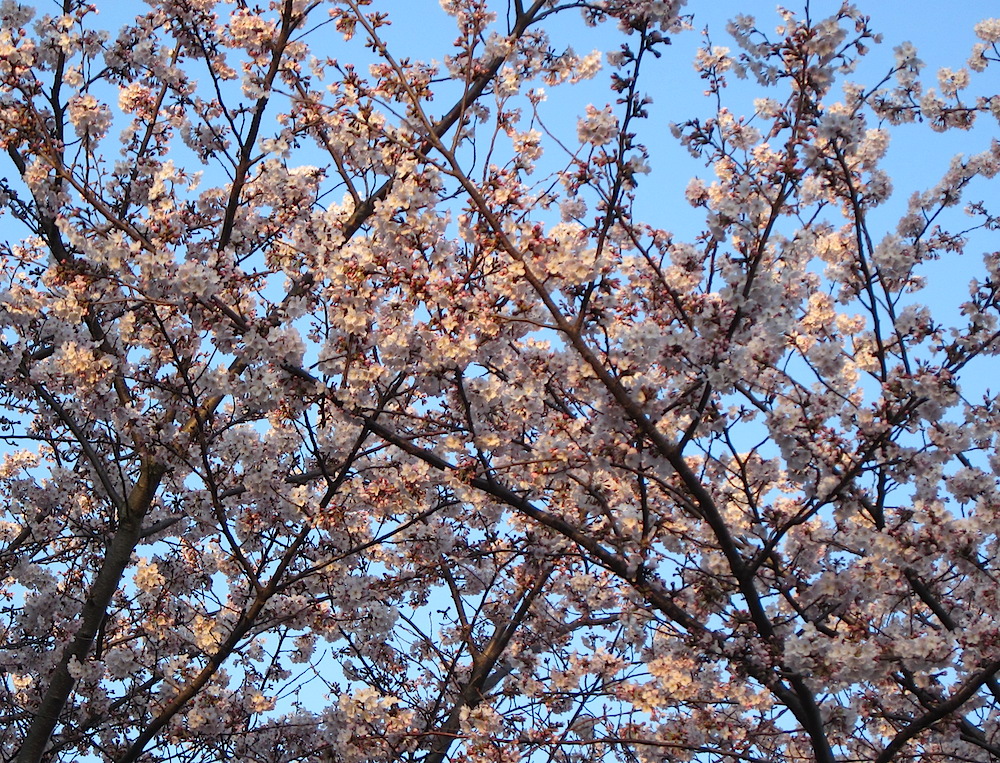 2015sakura026.JPG
