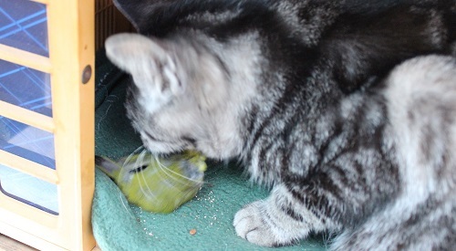 目白を食う (9).JPG