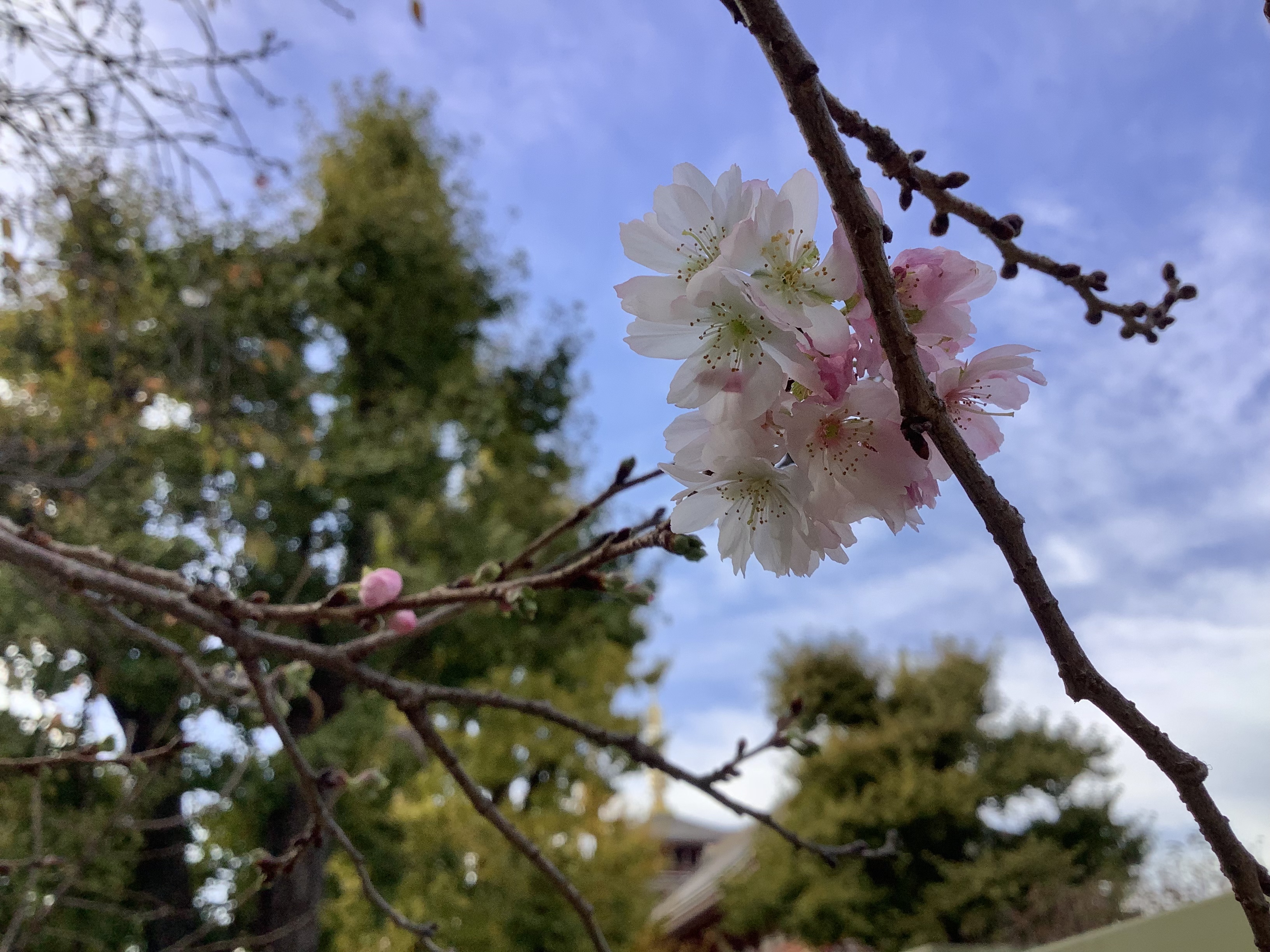 11/10  弁天山の十月桜２