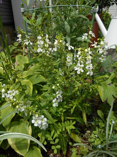 DSCN1258a.JPG