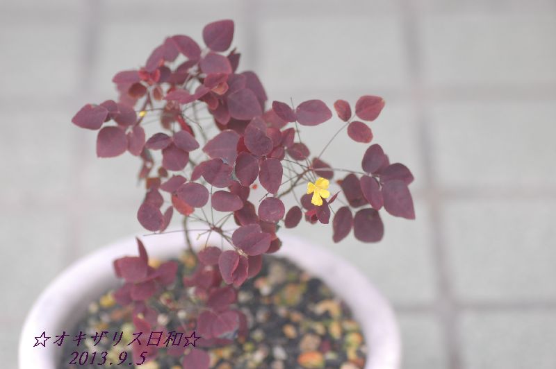 DSC_8908.JPG