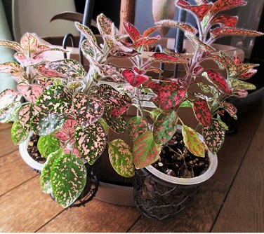 調べてみよう酸 アルカリ 色水作りにお勧めの植物 晴れ ときどき手作り 楽天ブログ
