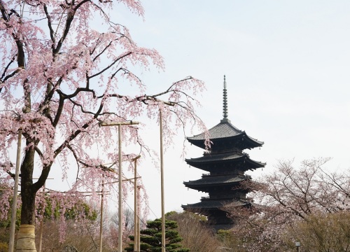 東寺　五重塔と枝垂れ桜.jpg