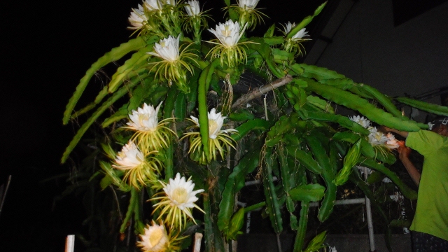 DSCF5360 (640x360).jpg