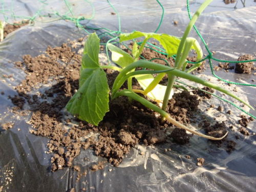 家庭菜園の少量多品目栽培なら混植で品目を増やす おすすめの混植をご紹介 家庭菜園デザインノート 楽天ブログ