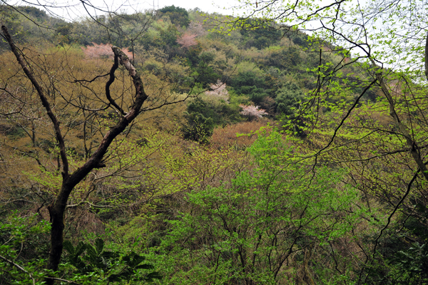 DSC_4537新緑と山桜.jpg