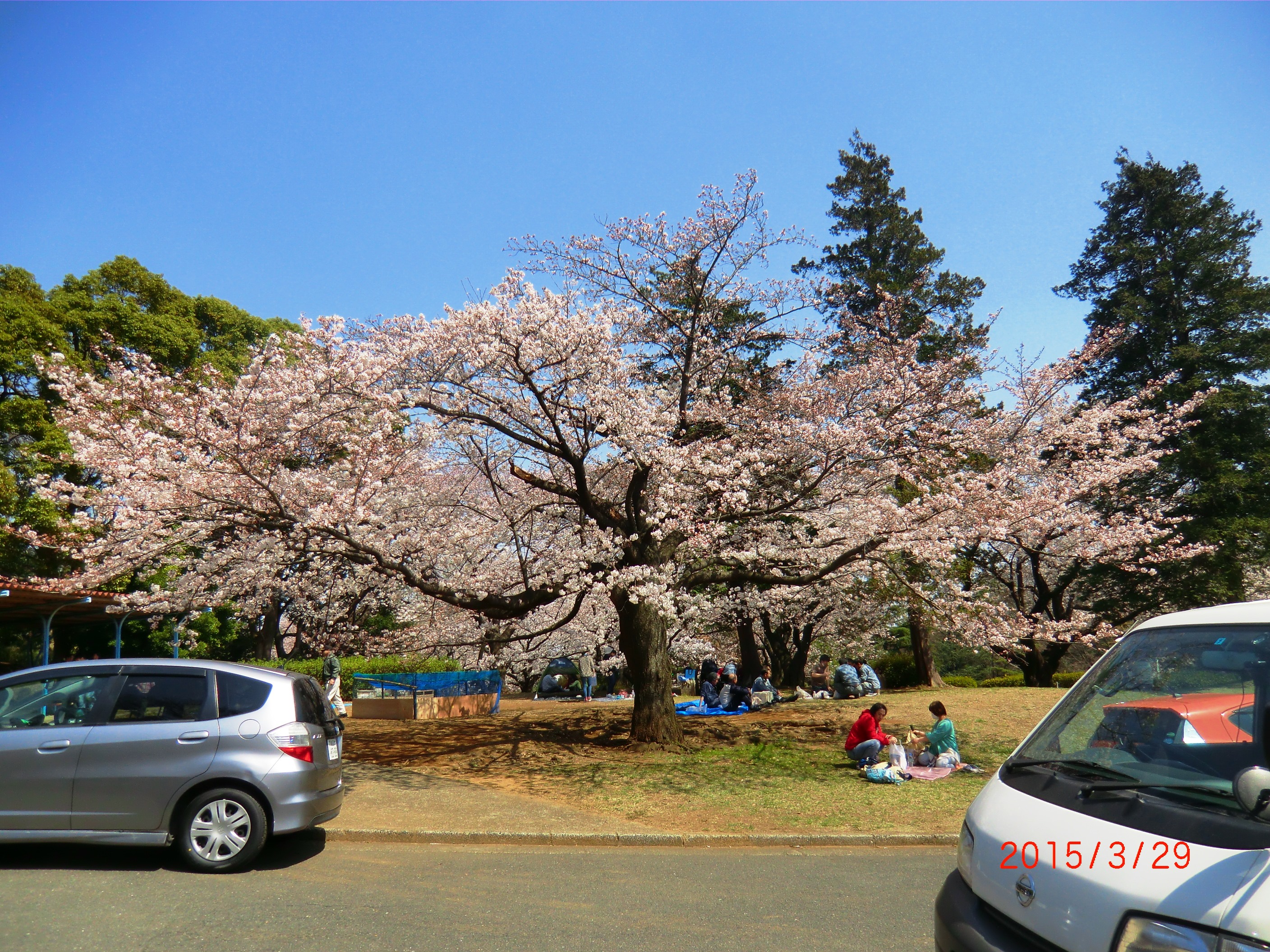 １５－３－３０津田山桜 004.JPG